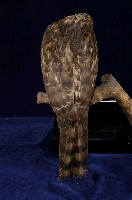 鳳頭蒼鷹藏品圖，第6張